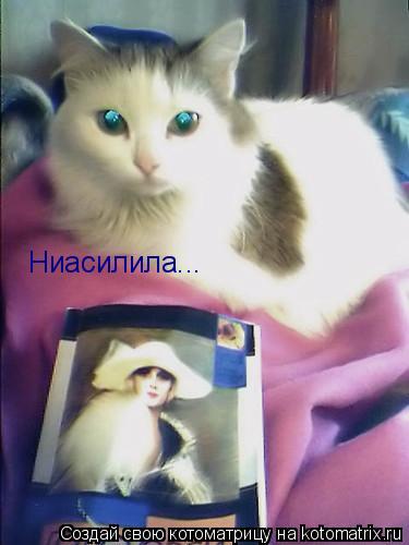 Ниасилила...... Котоматрица: Ниасилила...