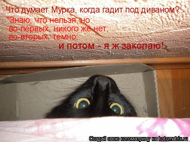 Что думает Мурка, когда гадит под диваном? "Знаю, что нельзя, но: во-первых, никого же нет; во-вторых... Котоматрица: Что думает Мурка, когда гадит под диваном? "Знаю, что нельзя, но: во-первых, никого же нет; во-вторых, темно; и потом - я ж закопаю!