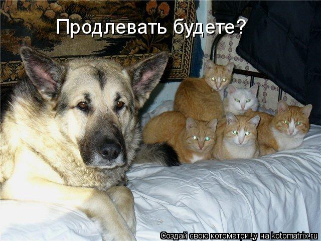 Продлевать будете?... Котоматрица: Продлевать будете?