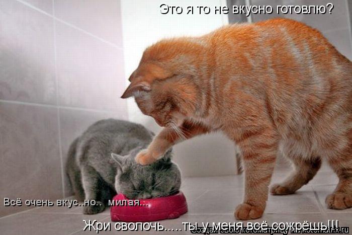 Это я то не вкусно готовлю? Жри сволочь.....ты у меня всё сожрёшь!!! Всё очень вкус..но.. милая...... Котоматрица: Это я то не вкусно готовлю? Жри сволочь.....ты у меня всё сожрёшь!!! Всё очень вкус..но.. милая...