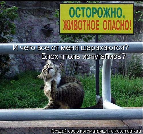 Котоматрица: И чего все от меня шарахаются? Блох чтоль испугались?