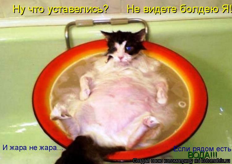 Ну что уставелись? Не видете болдею Я!!! И жара не жара... Если рядом есть ВОДА!!!... Котоматрица: Ну что уставелись? Не видете болдею Я!!! И жара не жара... Если рядом есть ВОДА!!!