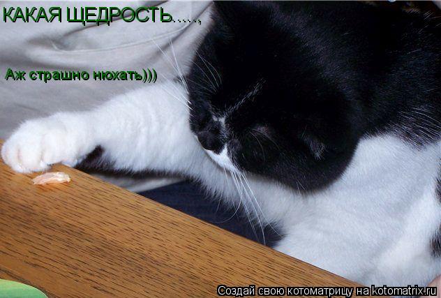 КАКАЯ ЩЕДРОСТЬ....., Аж страшно нюхать)))... Котоматрица: КАКАЯ ЩЕДРОСТЬ....., Аж страшно нюхать)))