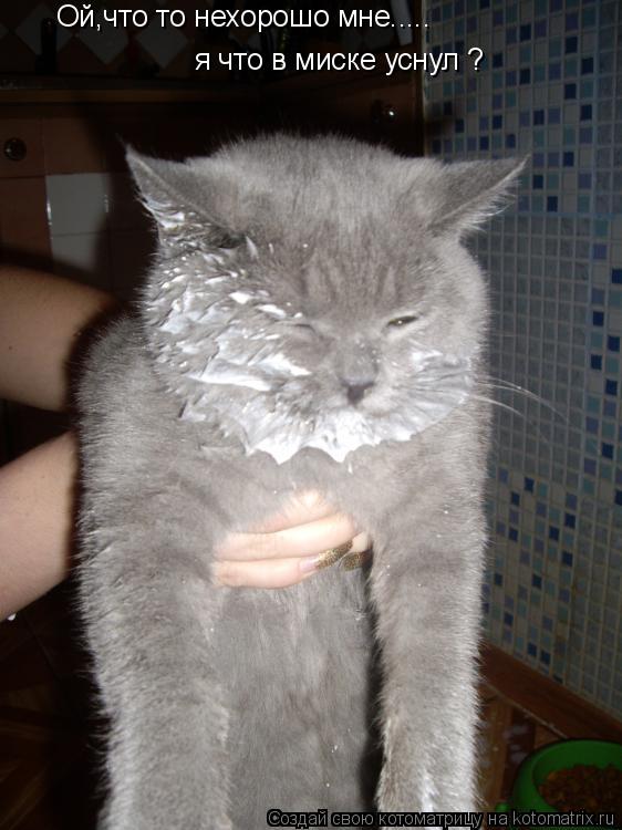 Ой,что то нехорошо мне..... я что в миске уснул ?... Котоматрица: Ой,что то нехорошо мне..... я что в миске уснул ?