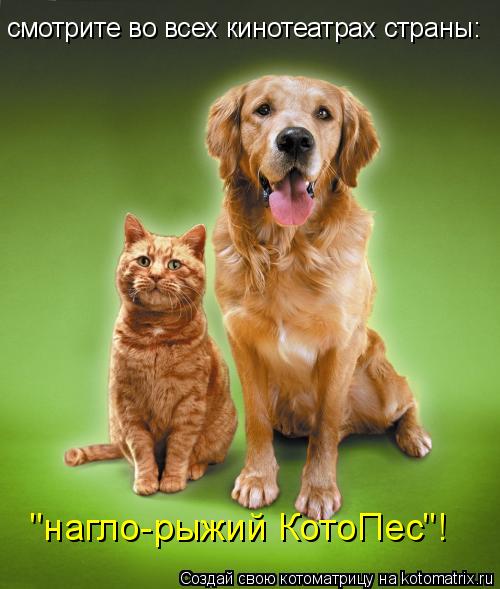 смотрите во всех кинотеатрах страны: "нагло-рыжий КотоПес"!... Котоматрица: смотрите во всех кинотеатрах страны: "нагло-рыжий КотоПес"!