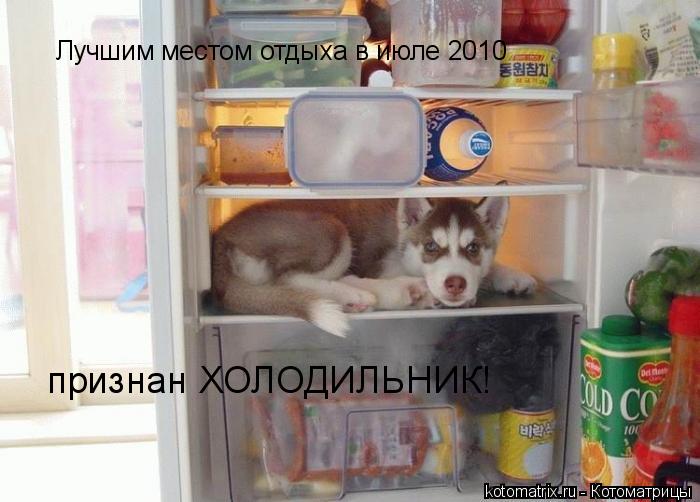 Лучшим местом отдыха в июле 2010 признан ХОЛОДИЛЬНИК!... Котоматрица: Лучшим местом отдыха в июле 2010 признан ХОЛОДИЛЬНИК!