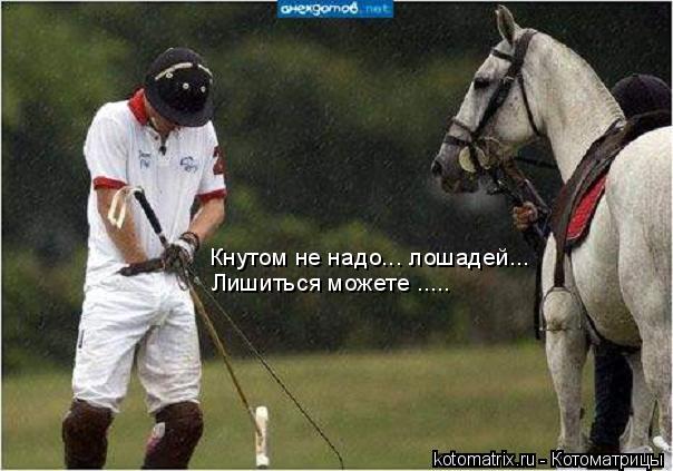 Кнутом не надо... лошадей... Лишиться можете ........ Котоматрица: Кнутом не надо... лошадей... Лишиться можете .....