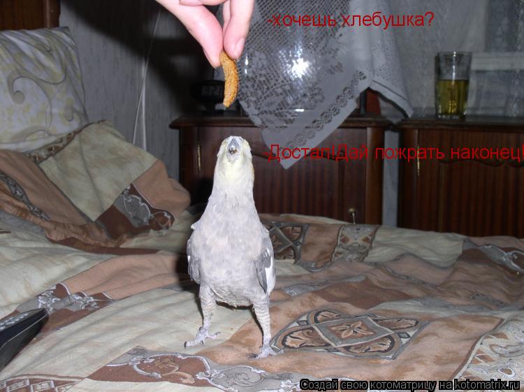-хочешь хлебушка? -Достал!Дай пожрать наконец!... Котоматрица: -хочешь хлебушка? -Достал!Дай пожрать наконец!