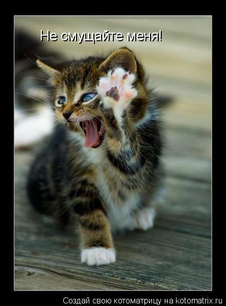 Не смущайте меня!... Котоматрица: Не смущайте меня!