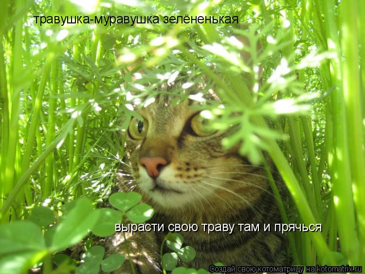 травушка-муравушка зелёненькая вырасти свою траву там и прячься... Котоматрица: травушка-муравушка зелёненькая вырасти свою траву там и прячься