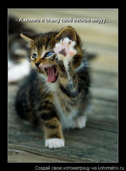 - А можно я скажу своё веское мяууу....... Котоматрица: - А можно я скажу своё веское мяууу....