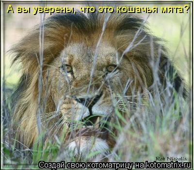 А вы уверены, что это кошачья мята?... Котоматрица: А вы уверены, что это кошачья мята?