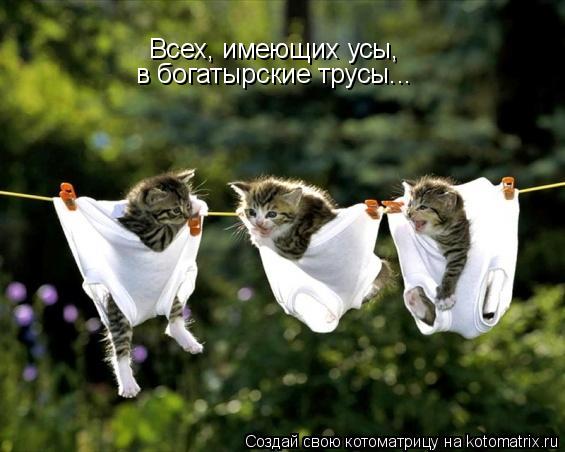 Всех, имеющих усы, в богатырские трусы...... Котоматрица: Всех, имеющих усы, в богатырские трусы...