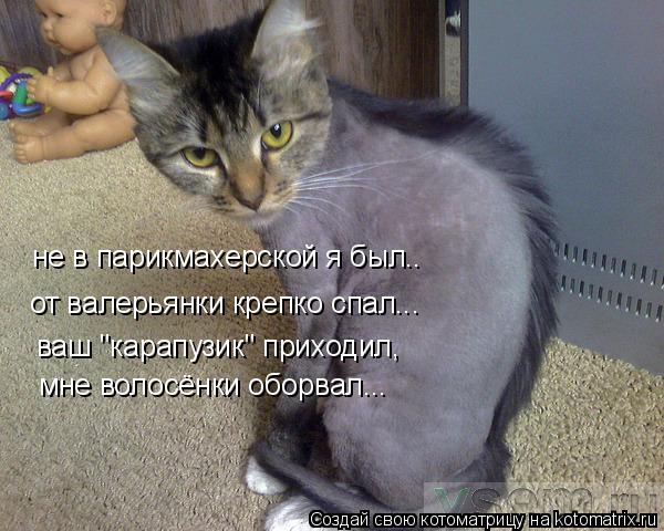 не в парикмахерской я был.. от валерьянки крепко спал... ваш "карапузик" приходил, мне волосёнки обор... Котоматрица: не в парикмахерской я был.. от валерьянки крепко спал... ваш "карапузик" приходил, мне волосёнки оборвал...