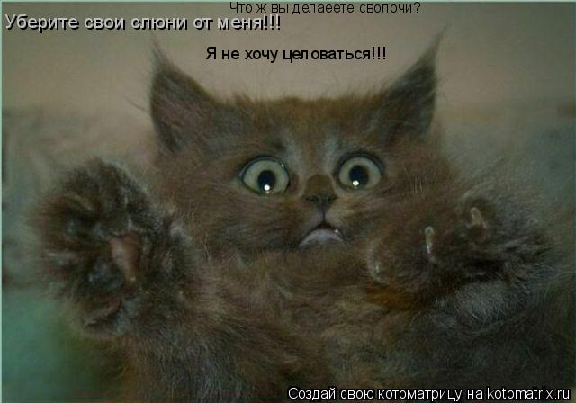 Что ж вы делаеете сволочи? Уберите свои слюни от меня!!! Я не хочу целоваться!!!... Котоматрица: Что ж вы делаеете сволочи? Уберите свои слюни от меня!!! Я не хочу целоваться!!!
