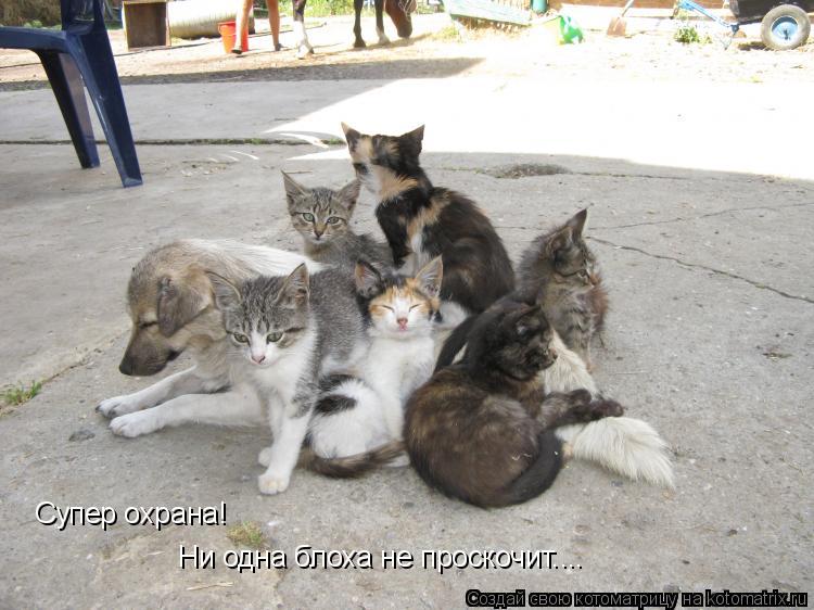 Супер охрана! Ни одна блоха не проскочит....... Котоматрица: Супер охрана! Ни одна блоха не проскочит....