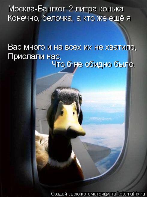 Москва-Бангког, 2 литра конька Конечно, белочка, а кто же ещё я Вас много и на всех их не хватило, Пр... Котоматрица: Москва-Бангког, 2 литра конька Конечно, белочка, а кто же ещё я Вас много и на всех их не хватило, Прислали нас, Что б не обидно было.