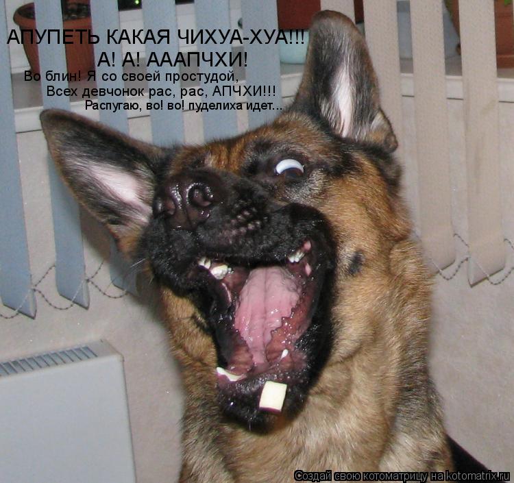 АПУПЕТЬ КАКАЯ ЧИХУА-ХУА!!! А! А! АААПЧХИ! Во блин! Я со своей простудой, Всех девчонок рас, рас, АПЧХ... Котоматрица: АПУПЕТЬ КАКАЯ ЧИХУА-ХУА!!! А! А! АААПЧХИ! Во блин! Я со своей простудой, Всех девчонок рас, рас, АПЧХИ!!! Распугаю, во! во! пуделиха идет...