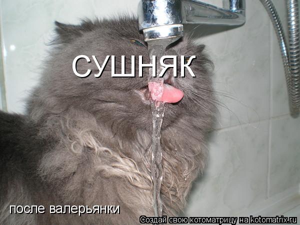 СУШНЯК после валерьянки... Котоматрица: СУШНЯК после валерьянки