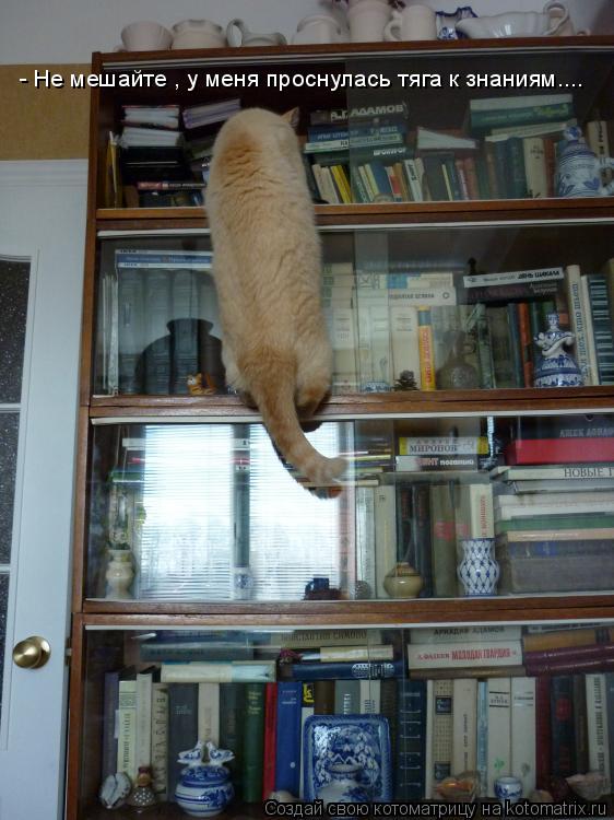 Котоматрица: - Не мешайте , у меня проснулась тяга к знаниям....