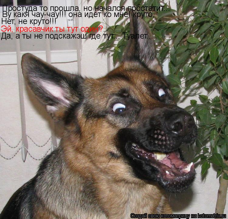 Простуда то прошла, но начался простатит... Ву какя чау-чау!!! она идет ко мне! круто, Нет, не круто!... Котоматрица: Простуда то прошла, но начался простатит... Ву какя чау-чау!!! она идет ко мне! круто, Нет, не круто!!! Эй, красавчик ты тут один? Да, а ты не подска