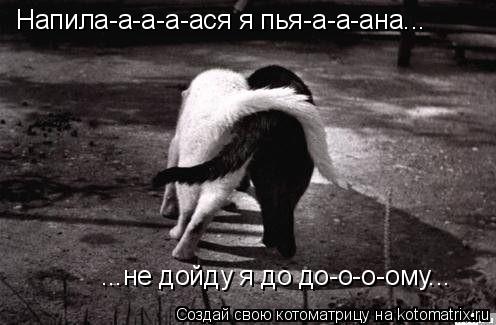 Напила-а-а-а-ася я пья-а-а-ана... ...не дойду я до до-о-о-ому...... Котоматрица: Напила-а-а-а-ася я пья-а-а-ана... ...не дойду я до до-о-о-ому...