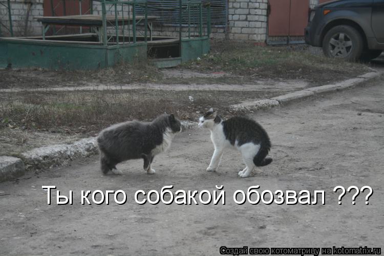 Котоматрица: Ты кого собакой обозвал ???