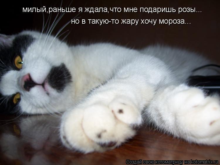 Котоматрица: милый,раньше я ждала,что мне подаришь розы... но в такую-то жару хочу мороза...