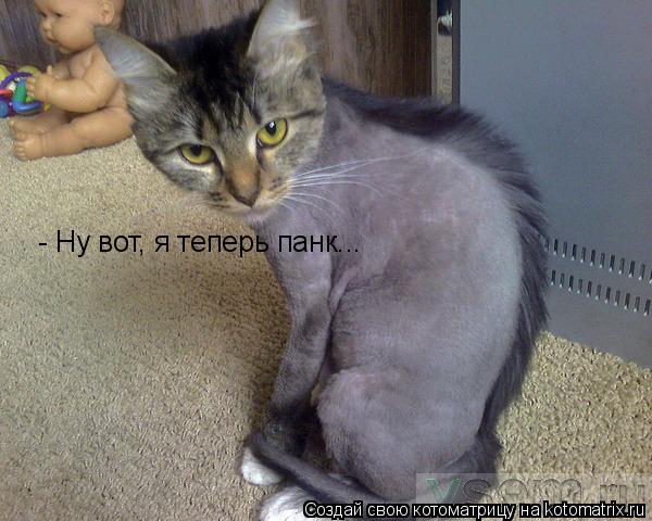 Котоматрица: - Ну вот, я теперь панк...