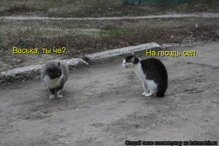 Котоматрица: Васька, ты че? На гвоздь сел.