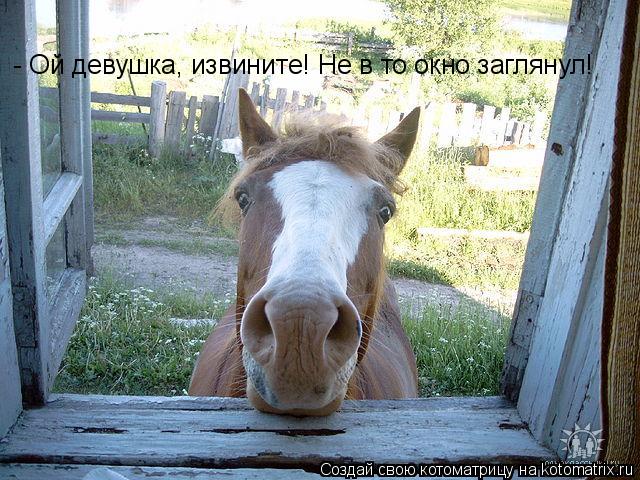 Котоматрица: - Ой девушка, извините! Не в то окно заглянул!