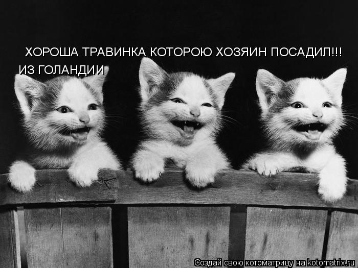 Котоматрица: ХОРОША ТРАВИНКА КОТОРОЮ ХОЗЯИН ПОСАДИЛ!!! ИЗ ГОЛАНДИИ