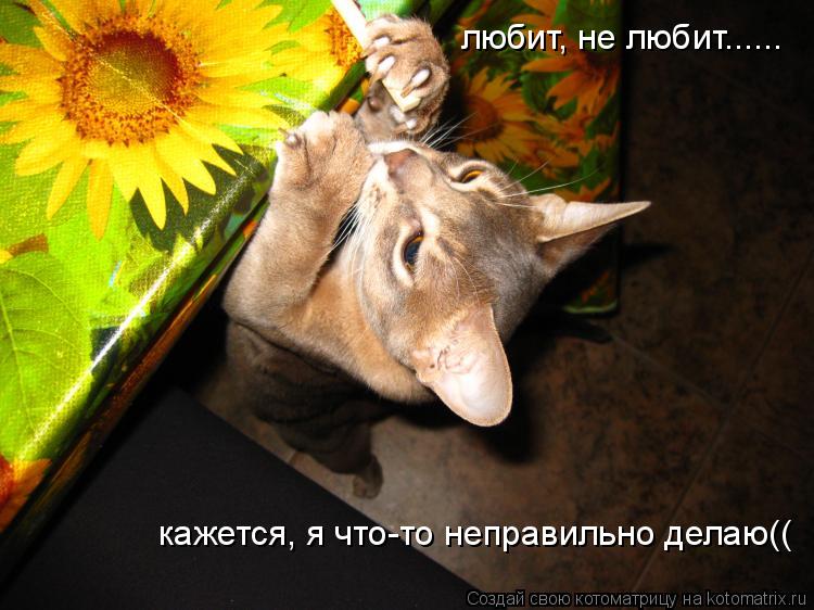 любит, не любит...... кажется, я что-то неправильно делаю((... Котоматрица: любит, не любит...... кажется, я что-то неправильно делаю((