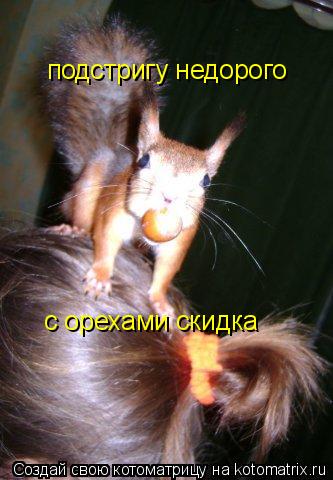 Котоматрица: подстригу недорого с орехами скидка