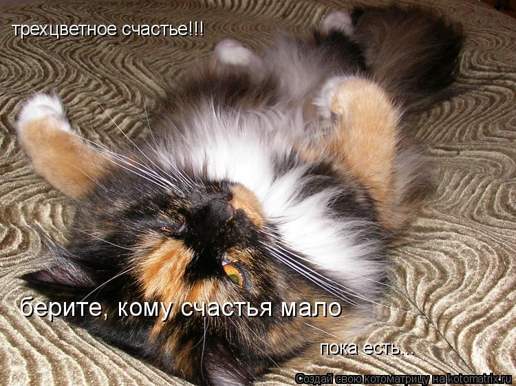Котоматрица: трехцветное счастье!!! берите, кому счастья мало пока есть...