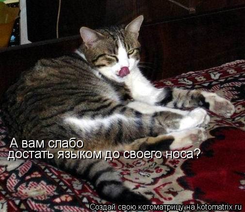 Котоматрица: А вам слабо  достать языком до своего носа?