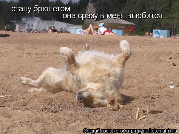 Котоматрица: стану брюнетом она сразу в меня влюбится...
