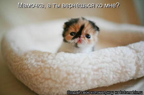 Котоматрица: Мамочка, а ты вернёшься ко мне?