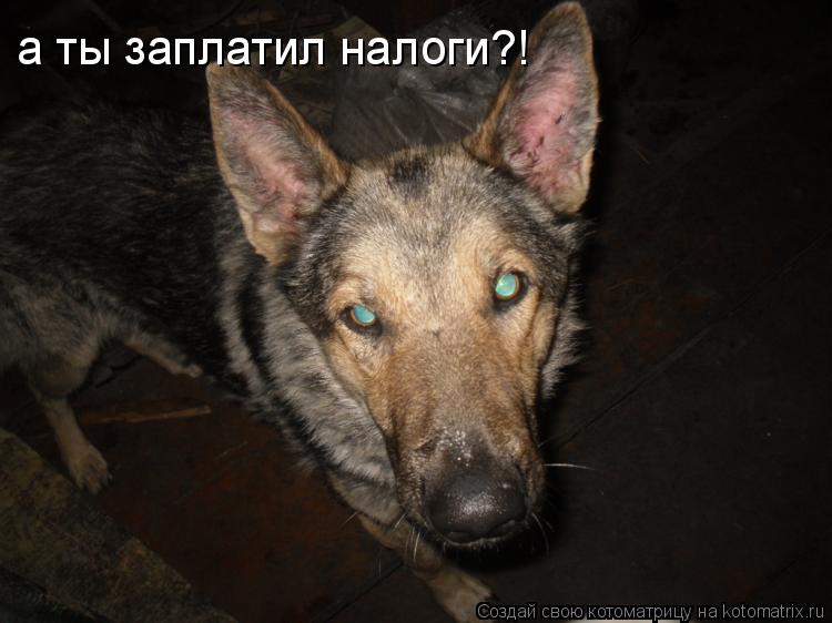 а ты заплатил налоги?!... Котоматрица: а ты заплатил налоги?!