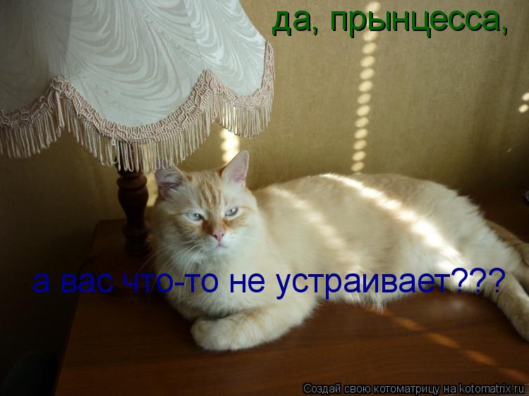 да, прынцесса, а вас что-то не устраивает???... Котоматрица: да, прынцесса, а вас что-то не устраивает???