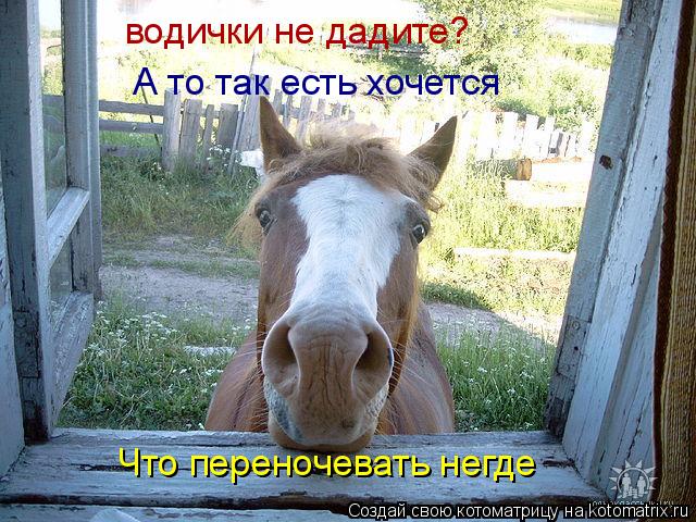 водички не дадите? А то так есть хочется Что переночевать негде... Котоматрица: водички не дадите? А то так есть хочется Что переночевать негде