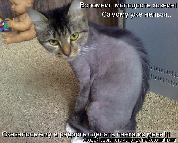 Вспомнил молодость хозяин! Самому уже нельзя... Оказалось ему в радость сделать панка из меня!!!... Котоматрица: Вспомнил молодость хозяин! Самому уже нельзя... Оказалось ему в радость сделать панка из меня!!!