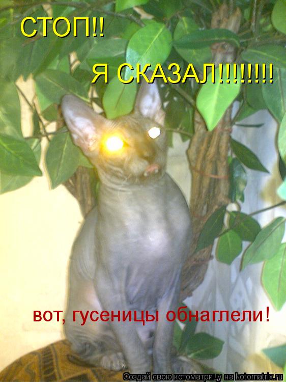 СТОП!! Я СКАЗАЛ!!!!!!!! вот, гусеницы обнаглели!... Котоматрица: СТОП!! Я СКАЗАЛ!!!!!!!! вот, гусеницы обнаглели!