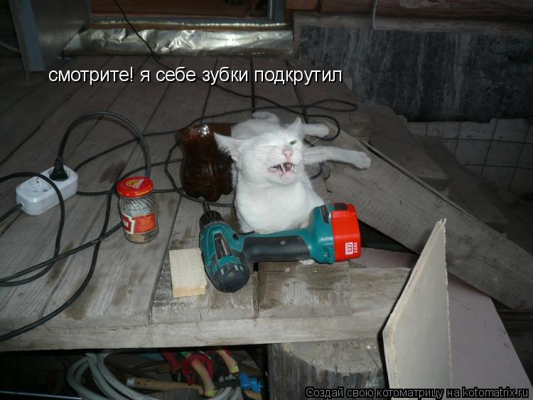 смотрите! я себе зубки подкрутил... Котоматрица: смотрите! я себе зубки подкрутил