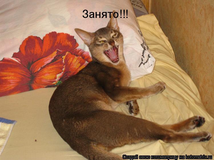 Занято!!!... Котоматрица: Занято!!!