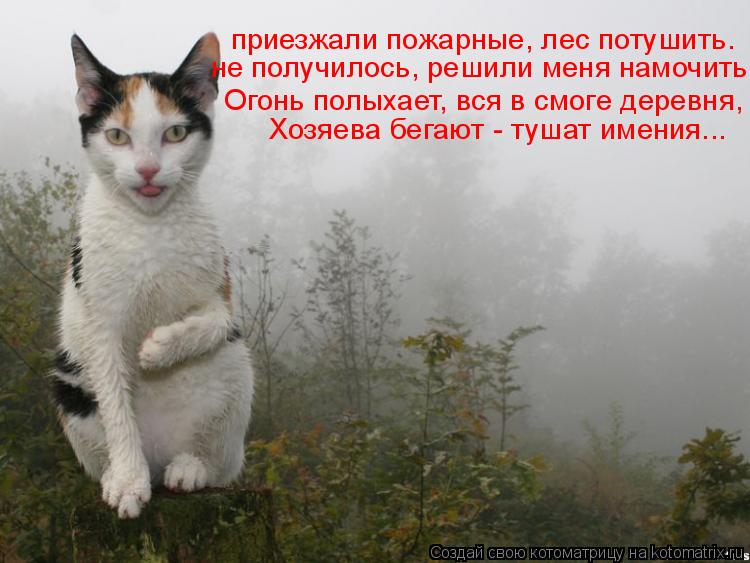 не получилось, решили меня намочить. Огонь полыхает, вся в смоге деревня, приезжали пожарные, лес пот... Котоматрица: не получилось, решили меня намочить. Огонь полыхает, вся в смоге деревня, приезжали пожарные, лес потушить. Хозяева бегают - тушат имения...