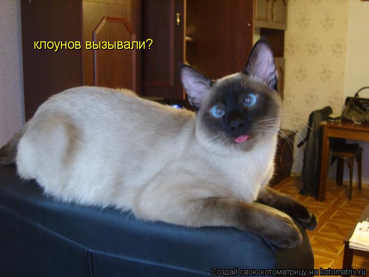 клоунов вызывали? клоунов вызывали?... Котоматрица: клоунов вызывали? клоунов вызывали?