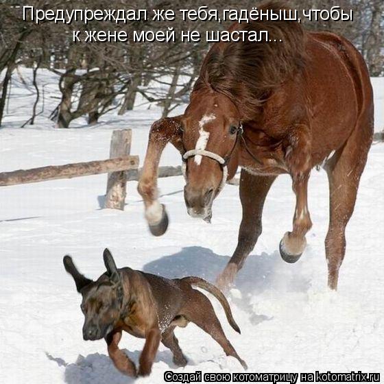 Предупреждал же тебя,гадёныш,чтобы к жене моей не шастал...... Котоматрица: Предупреждал же тебя,гадёныш,чтобы к жене моей не шастал...
