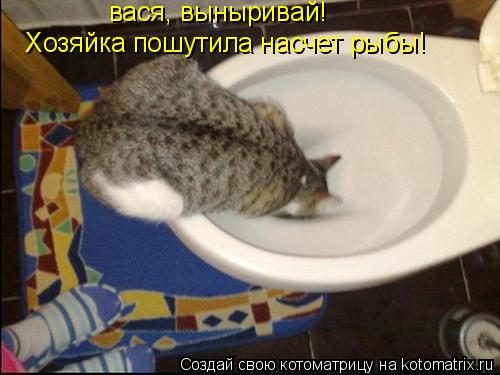 вася, выныривай! Хозяйка пошутила насчет рыбы!... Котоматрица: вася, выныривай! Хозяйка пошутила насчет рыбы!