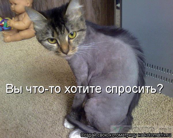 Котоматрица: Вы что-то хотите спросить?